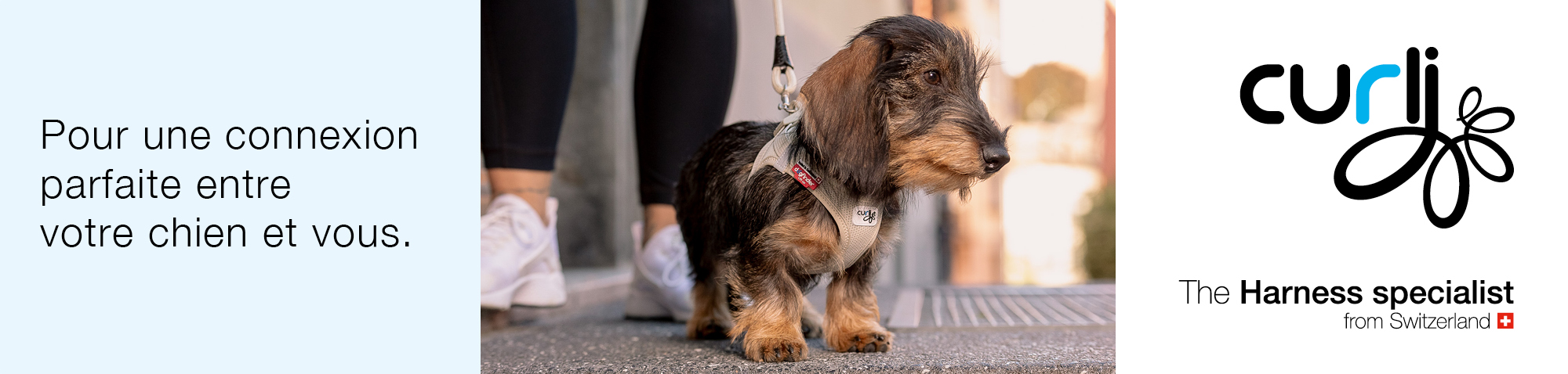 Chien qui se promne avec une laisse